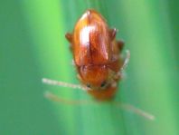 Neocrepidodera transversa