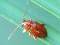 Neocrepidodera transversa