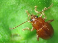 Neocrepidodera transversa