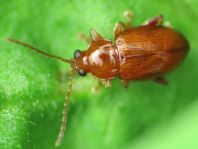 Neocrepidodera transversa