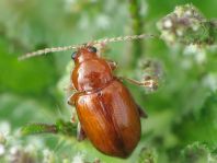 Neocrepidodera transversa