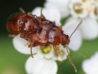 Neocrepidodera transversa