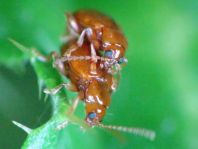 Neocrepidodera transversa
