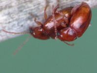 Neocrepidodera cf. ferruginea