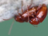 Neocrepidodera cf. ferruginea