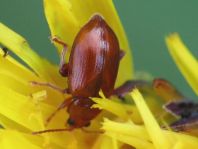 Neocrepidodera transversa