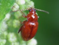 Neocrepidodera transversa