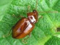 Neocrepidodera transversa