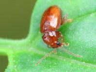 Neocrepidodera transversa