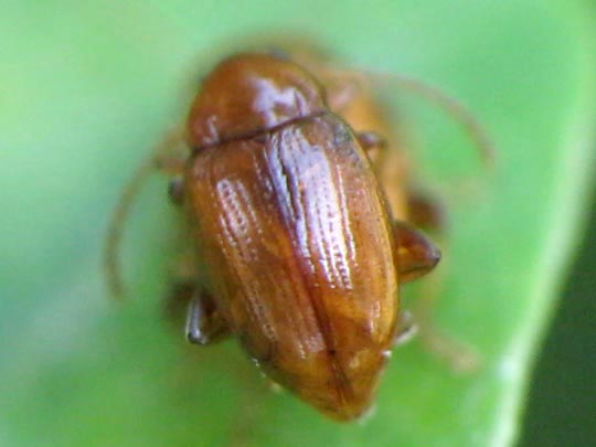 Neocrepidodera ferruginea