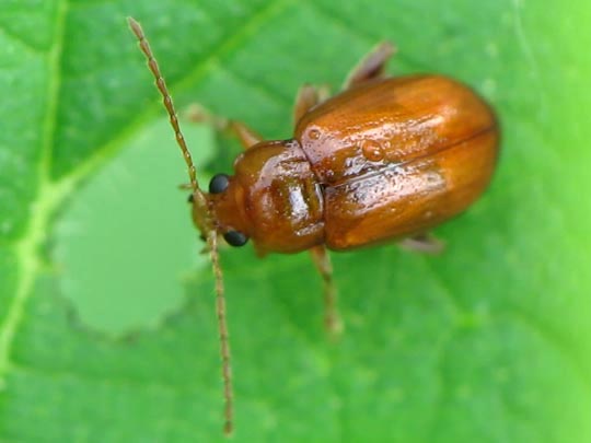 Neocrepidodera transversa