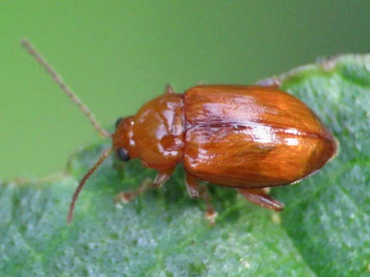 Neocrepidodera transversa
