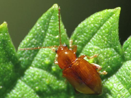 Neocrepidodera transversa