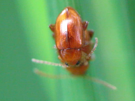 Neocrepidodera transversa
