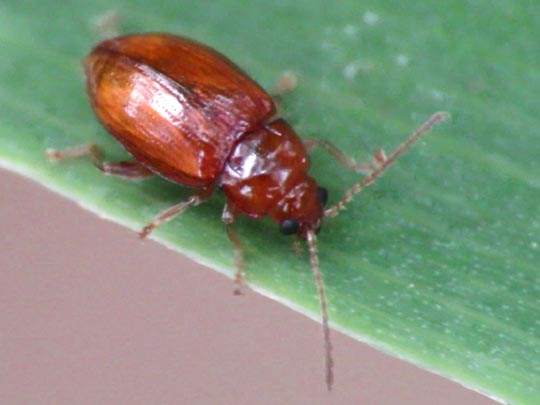 Neocrepidodera transversa