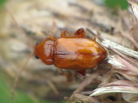 Neocrepidodera ferruginea