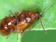 Neocrepidodera ferruginea