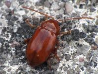 Neocrepidodera transversa