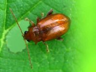 Neocrepidodera transversa