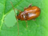 Neocrepidodera transversa