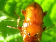 Neocrepidodera transversa