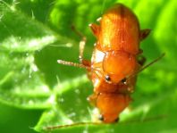 Neocrepidodera transversa