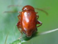 Neocrepidodera transversa