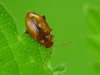 Neocrepidodera transversa