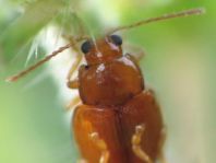 Neocrepidodera ferruginea