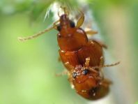 Neocrepidodera ferruginea