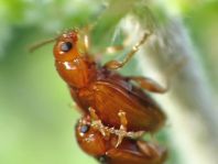 Neocrepidodera ferruginea