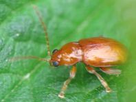 Neocrepidodera ferruginea