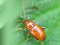 Neocrepidodera ferruginea