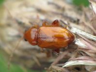 Neocrepidodera ferruginea