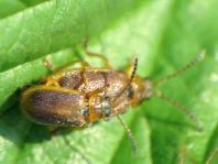 Neogalerucella sp.