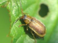 Neogalerucella sp.