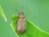Neogalerucella sp.