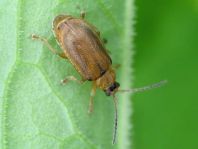 Neogalerucella sp.