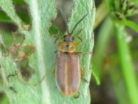 Neogalerucella sp.