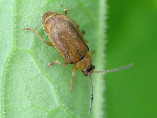Neogalerucella sp.