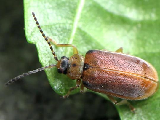 Neogalerucella lineola