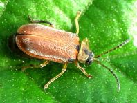Neogalerucella lineola