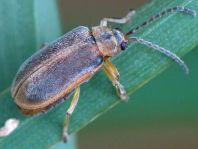 Neogalerucella lineola