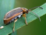 Neogalerucella lineola