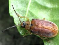 Neogalerucella lineola