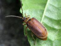 Neogalerucella lineola