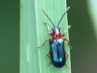 Getreidehähnchen, Oulema melanopus/duftschmidi