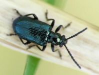 Oulema gallaeciana