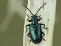 Oulema gallaeciana