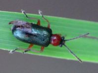Getreidehähnchen, Oulema melanopus/duftschmidi